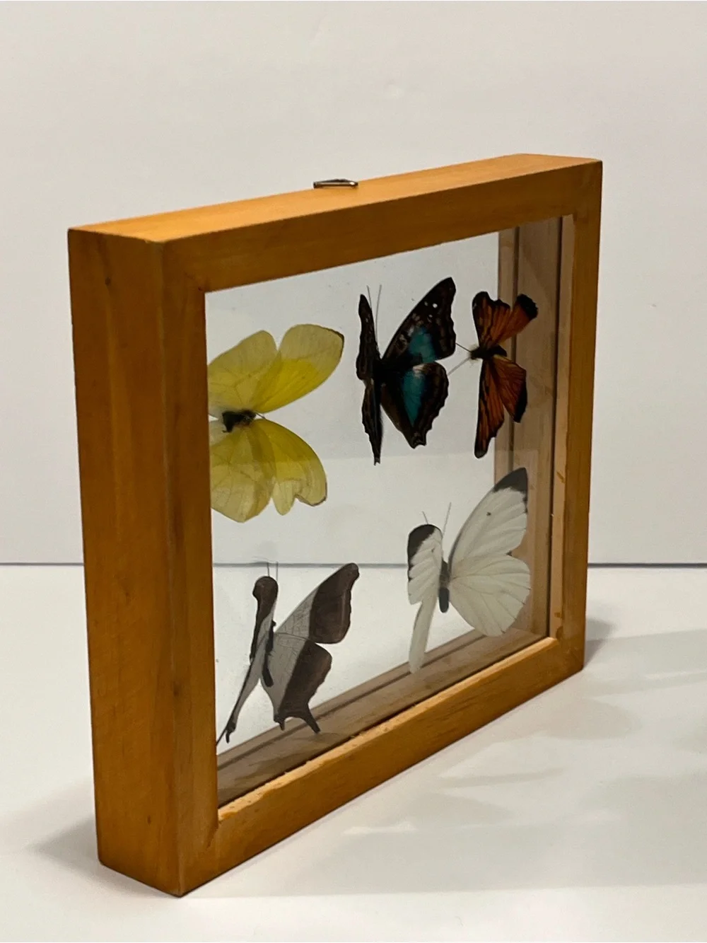 Rare 5 Real Butterflies in Wooden Box Between Glasses Wall Hanging 7.75”-6.75”